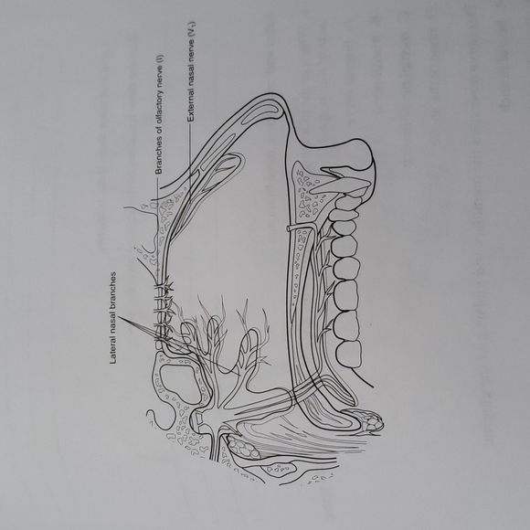 Dental Assisting Coloring Book unused - Picture 10 of 14